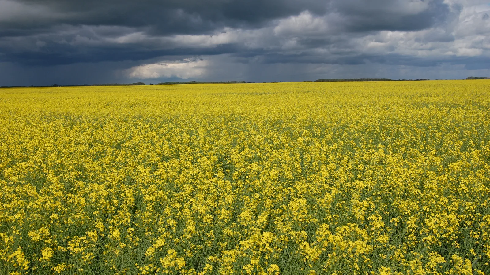 A blooming canola field under a stormy sky in east central Saskatchewan.